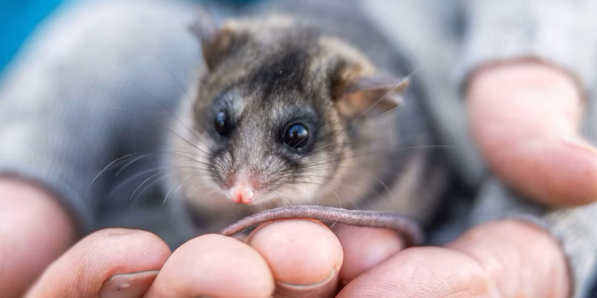 pigme dağ keseli sıçanı