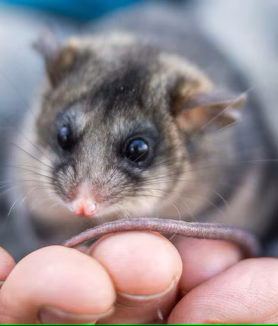 pigme dağ keseli sıçanı